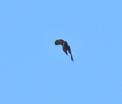 Corvus monedula