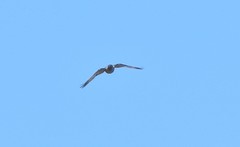 Corvus monedula