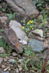 Sisymbrium lipskyi