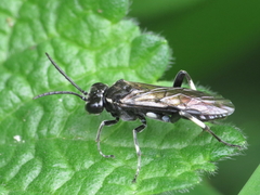 Macrophya alboannulata