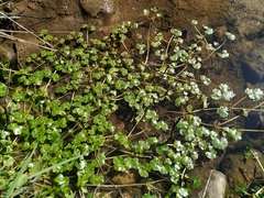 Ranunculus hederaceus