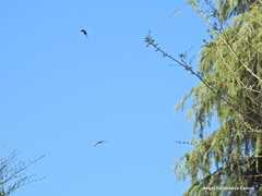 Corvus monedula