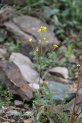 Sisymbrium lipskyi