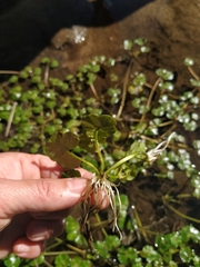 Ranunculus hederaceus