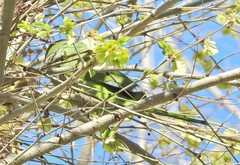 Myiopsitta monachus