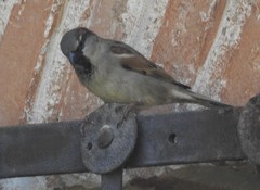 Passer domesticus