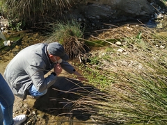 Ranunculus hederaceus