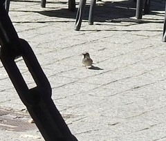Passer domesticus
