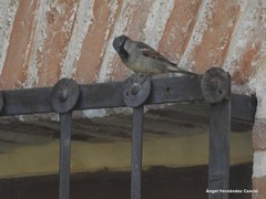 Passer domesticus