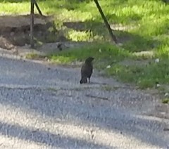 Turdus merula