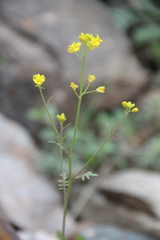 Sisymbrium lipskyi