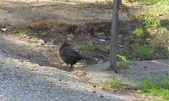 Turdus merula