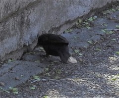 Turdus merula
