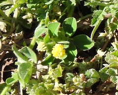 Medicago lupulina