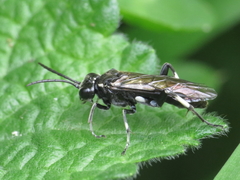 Macrophya alboannulata