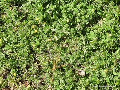 Medicago lupulina