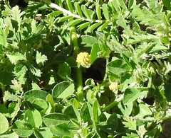 Medicago lupulina