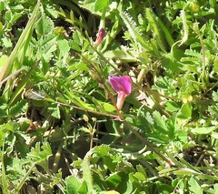 Vicia sativa
