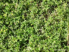 Medicago lupulina