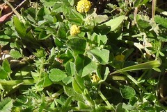 Medicago lupulina