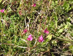 Vicia sativa