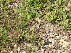 Vicia sativa