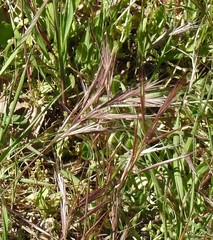 Bromus rigidus