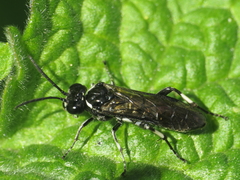 Macrophya albicincta