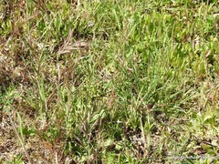 Bromus rigidus