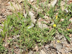 Calendula arvensis