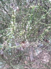 Cytisus scoparius