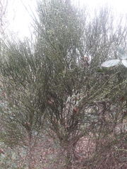 Cytisus scoparius