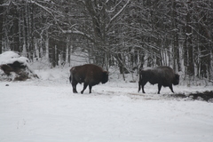 Bison bonasus