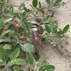 Indigofera flavicans image