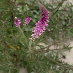 Hermbstaedtia linearis