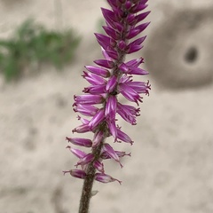 Hermbstaedtia linearis