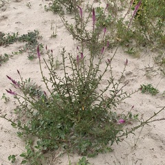 Hermbstaedtia linearis