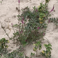 Hermbstaedtia linearis