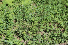 Sisymbrium officinale