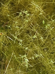 Callitriche brutia
