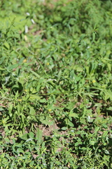 Sisymbrium officinale