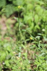 Sisymbrium officinale