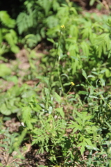 Sisymbrium officinale