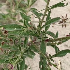 Hermbstaedtia linearis