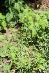 Sisymbrium officinale