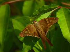 Chioides