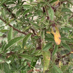 Hermbstaedtia linearis