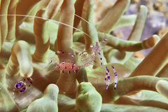 Ancylomenes sarasvati