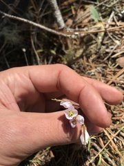 Cardamine nuttallii