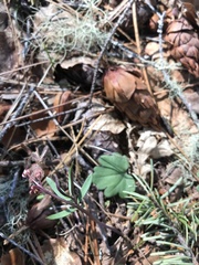 Cardamine nuttallii